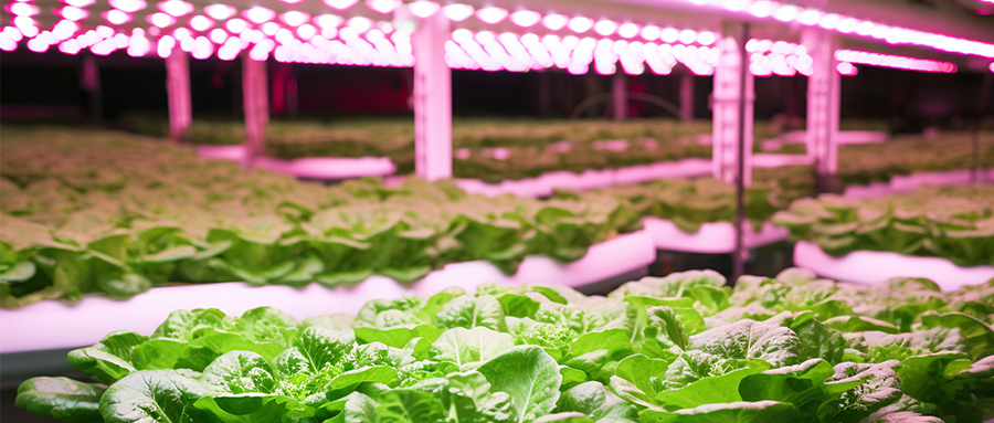 精彩紛呈 | 旭宇光電高光量子效率植物光照用LED