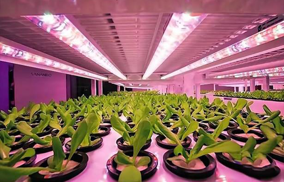 旭宇光電植物照明LED：中小功率紅光方案，超高性價比之選！